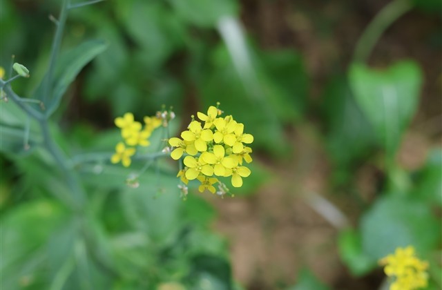 描写桃花林美景的句子