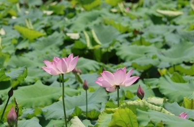 ​正能量抖音名字大气霸气