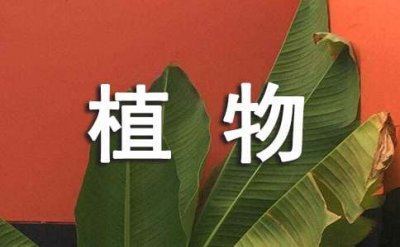 ​植物的现代诗