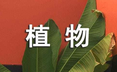 关于植物的现代诗（精选11首）