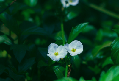 ​父亲节祝福短信