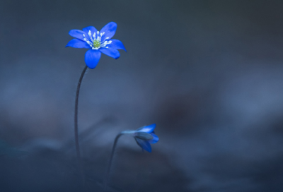 ​教师节祝福诗